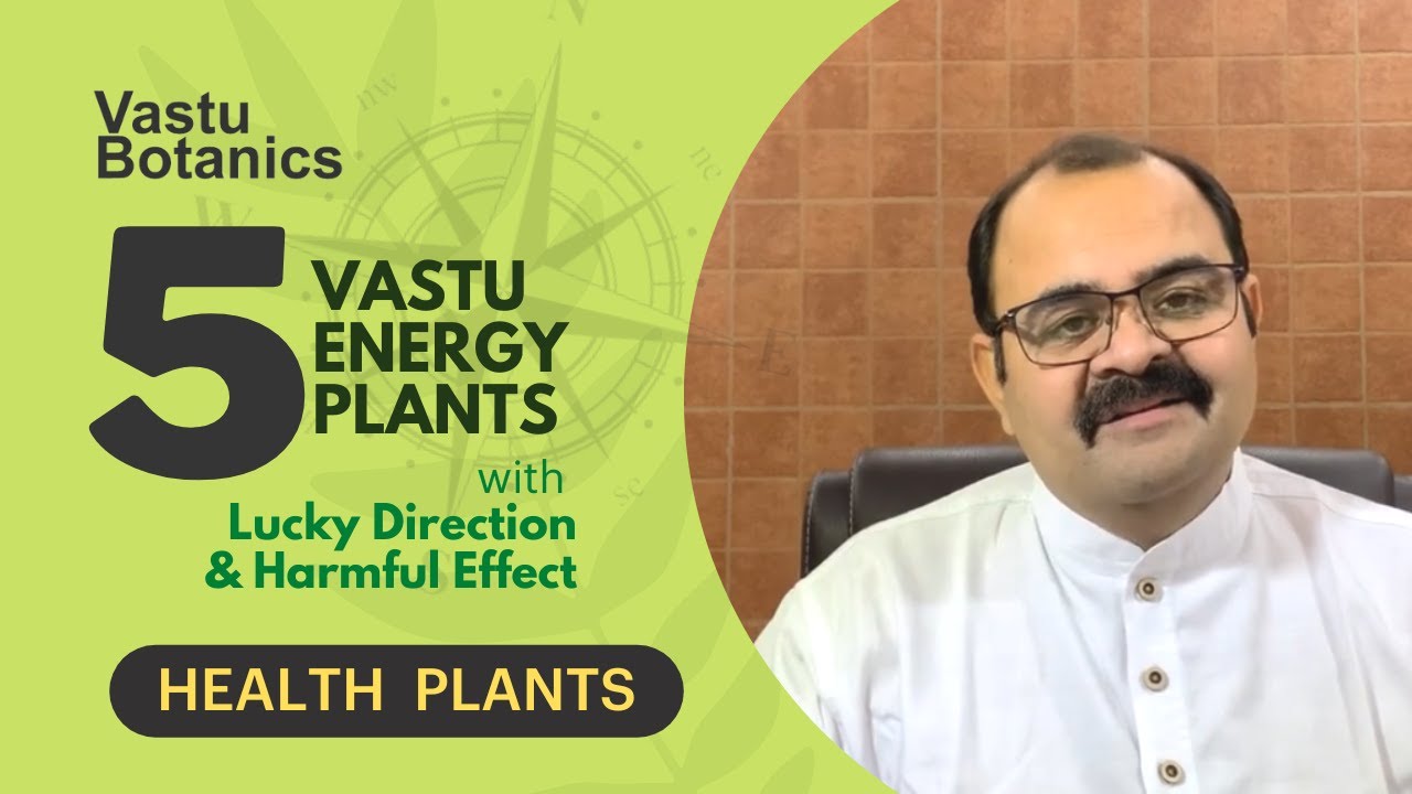 Top 5 Lucky Energy Plants With Lucky Direction & Harmful Effect | Vastu Plants | Best Indoor Plants