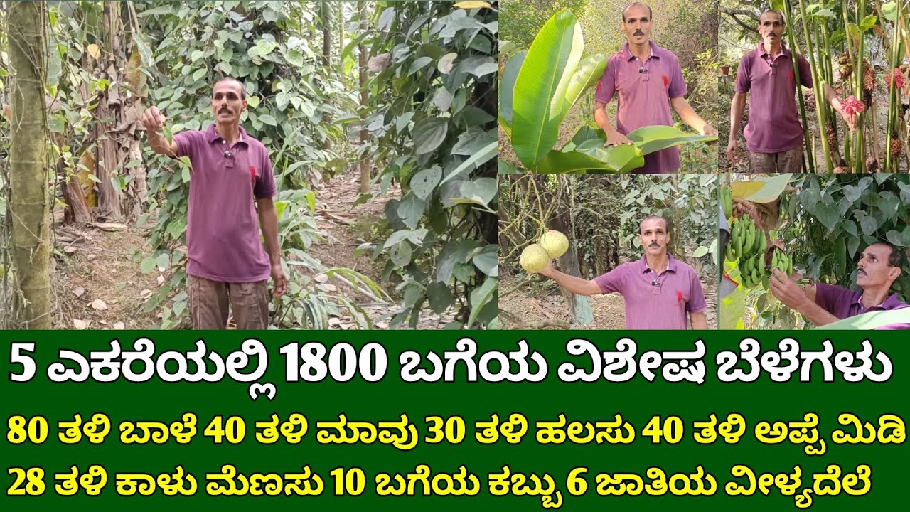 5 ಎಕರೆಯಲ್ಲಿ 1800 ಬಗೆಯ ವಿಶೇಷ ಬೆಳೆಗಳು | 80 ತಳಿ ಬಾಳೆ 40 ತಳಿ ಮಾವು 30 ತಳಿ ಹಲಸು 40 ತಳಿ ಅಪ್ಪೆ ಮಿಡಿ ಇತ್ಯಾದಿ