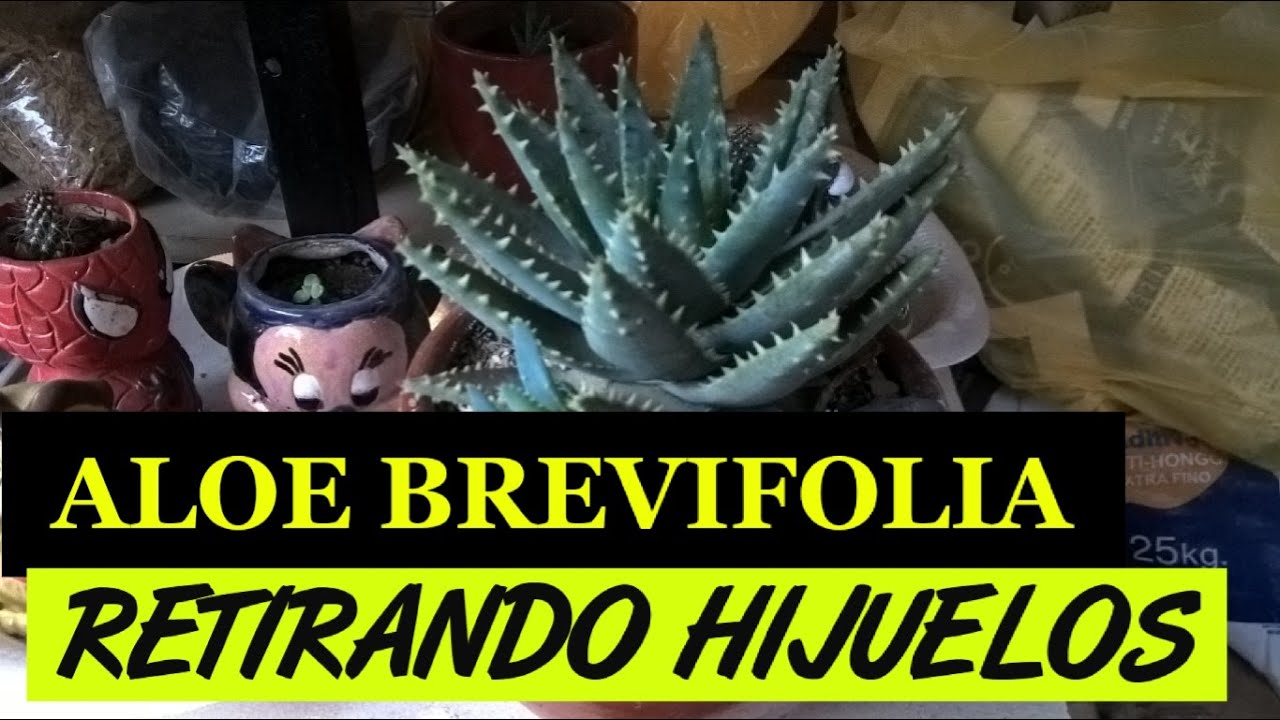 SABILA COCODRILO (ÁLOE BREVIFOLIA)