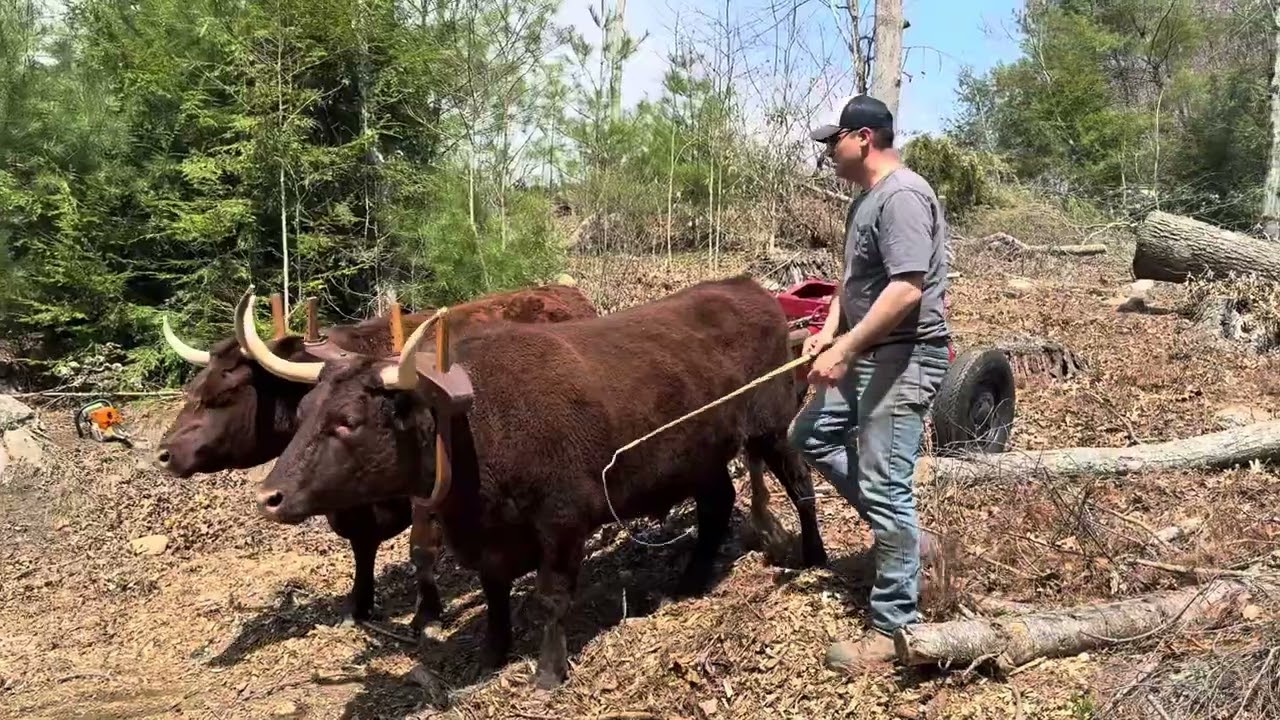 Spring logging with Mike Austin at Earl Gray’s farm #oxen #logging #ox #farming