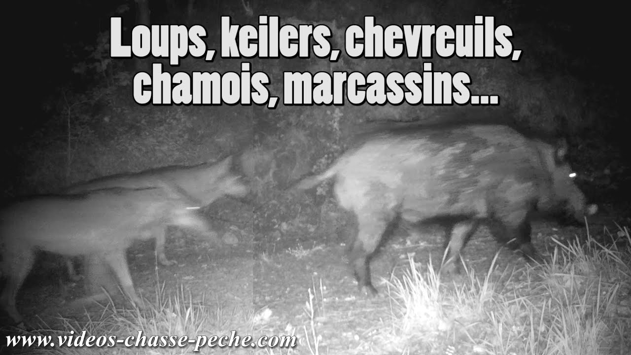 Loups, chevreuils, chamois, keiler, marcassins observés par 4 caméras !