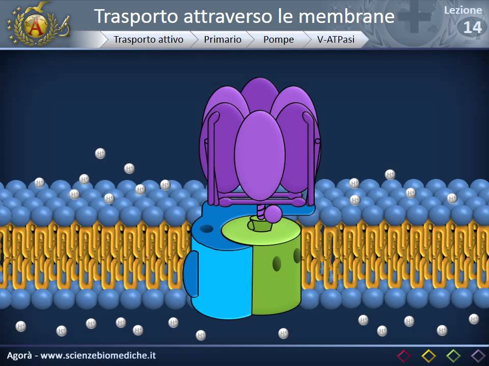 Citologia 14 - Trasporto attraverso le membrane
