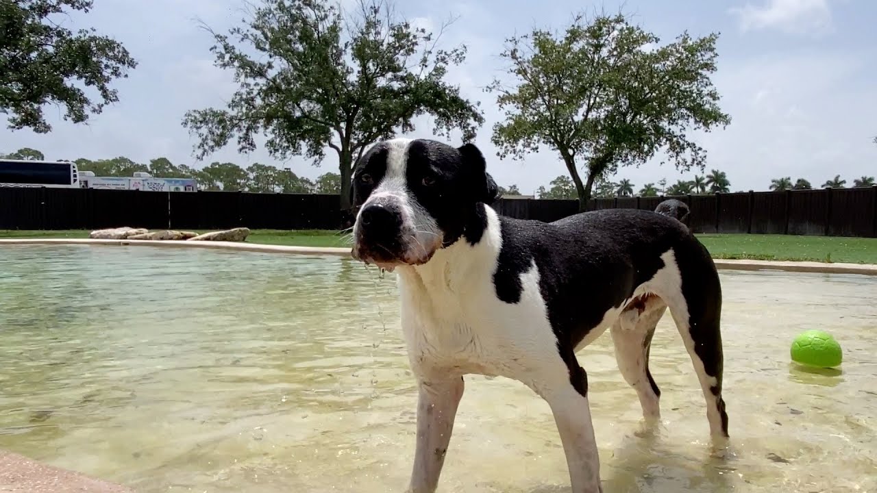 Adoptable Dogs | PANDA | Big Dog Ranch Rescue