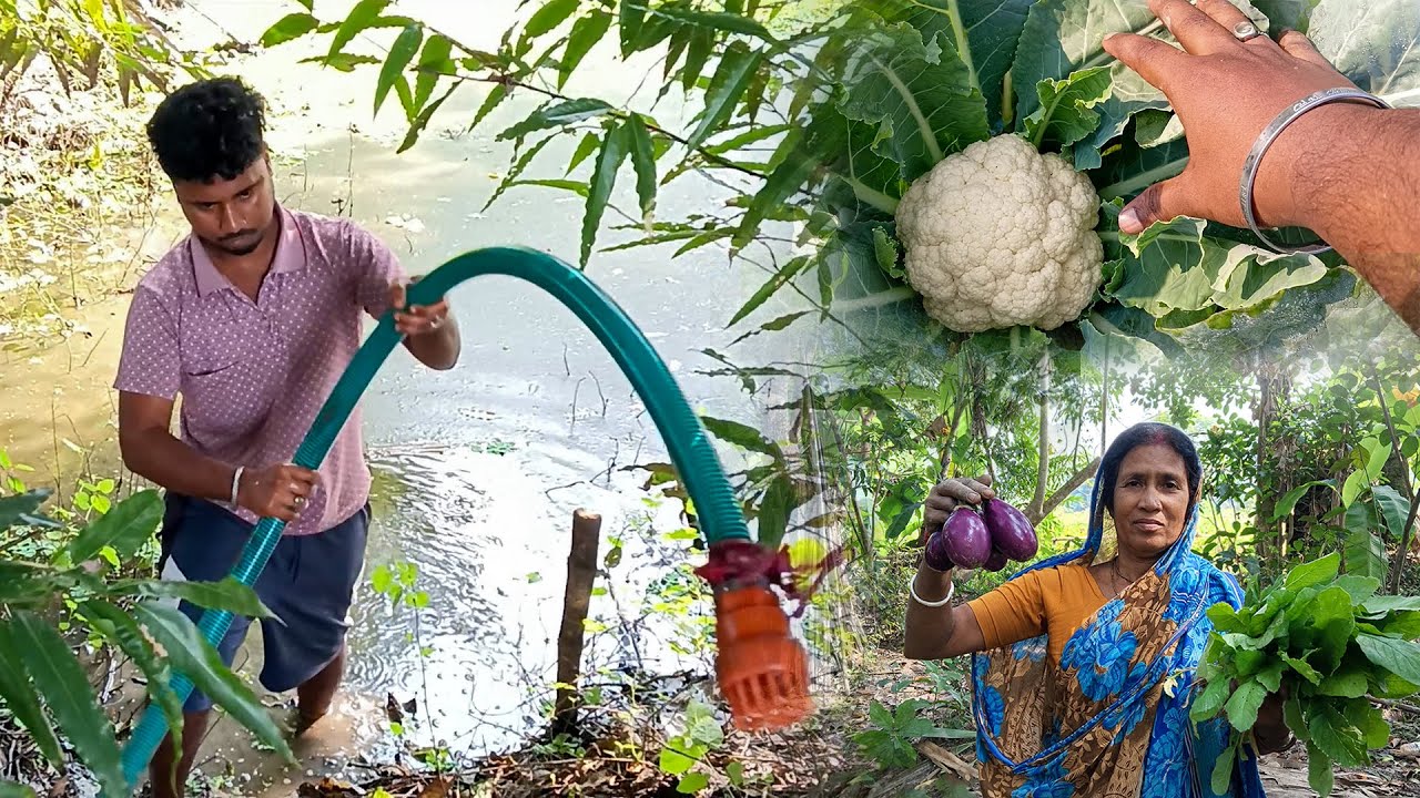 “জমিতে শীতকালীন সবজি 🌿 | ফুলকপি, বাঁধাকপি, বেগুন ও আরও অনেক সবজি আপডেট 🌾”