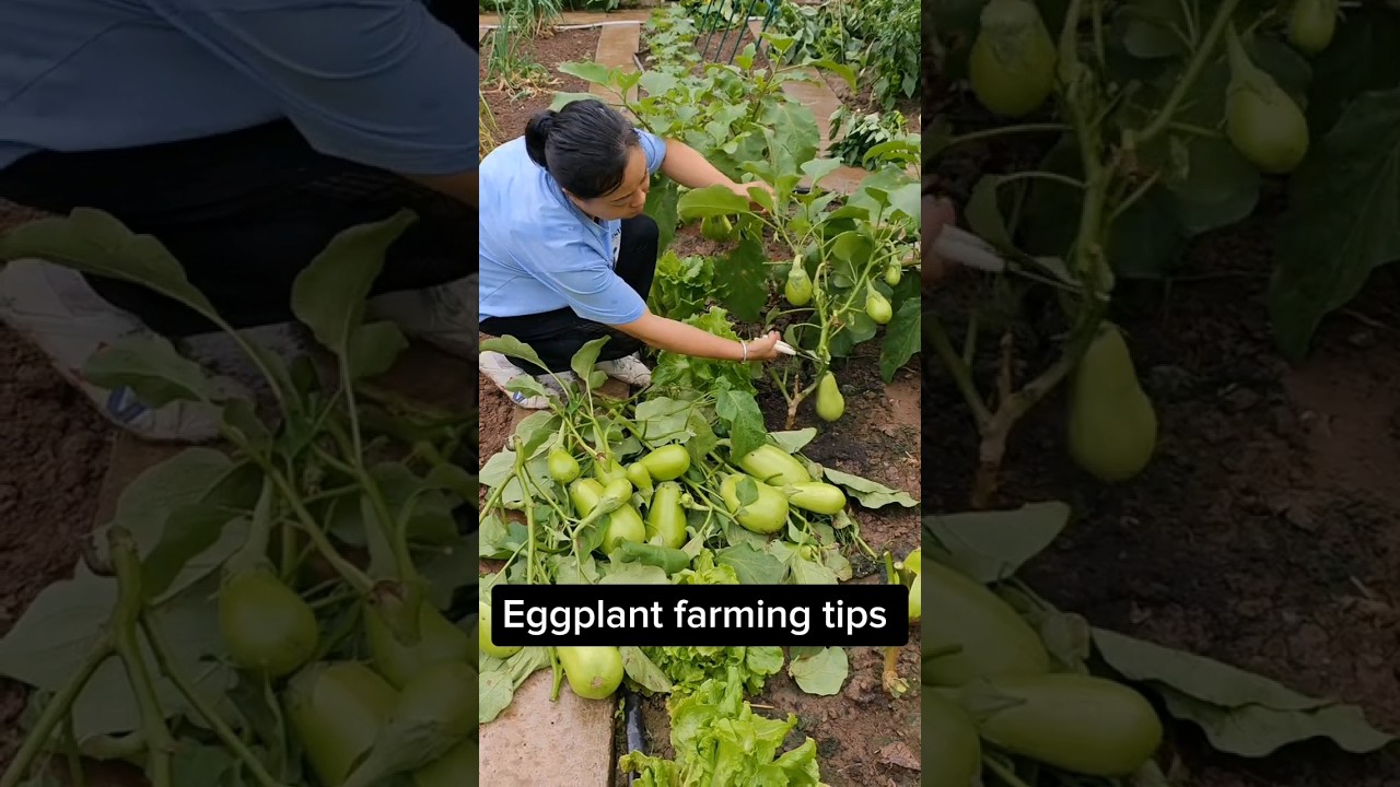 Prune after several harvests  Let The Eggplant Tree Grow New Branches #farming #gardening