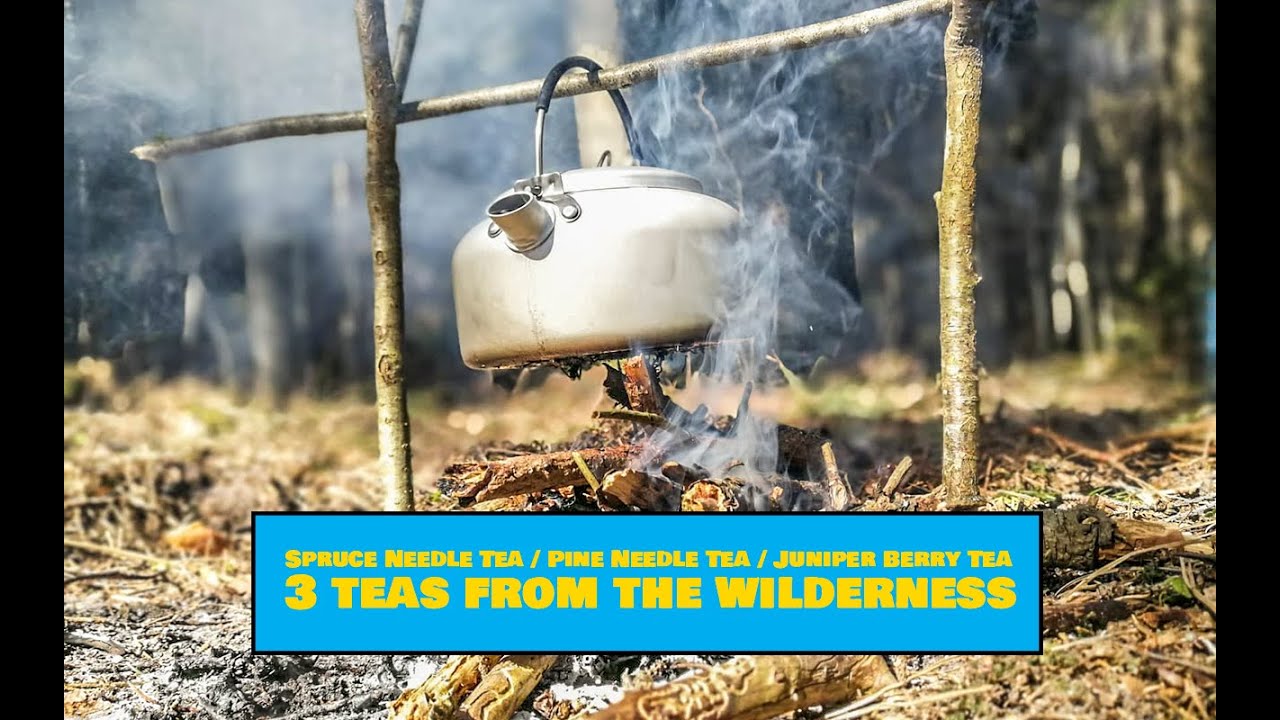 Three Great Teas from Conifers to Boost Your Immune System in Winter  [ Teas From the Wilderness ]