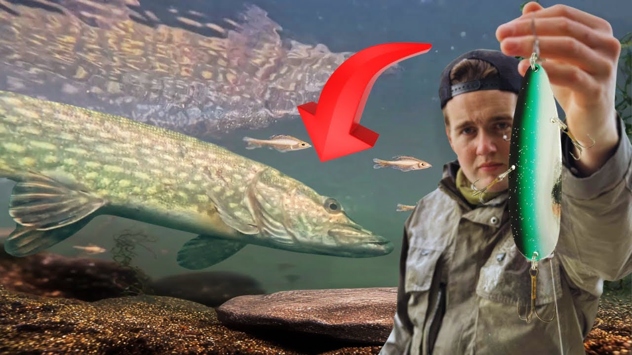 Vi tester ‘’Storauren’’ på sulten vårgjedde‼️✅