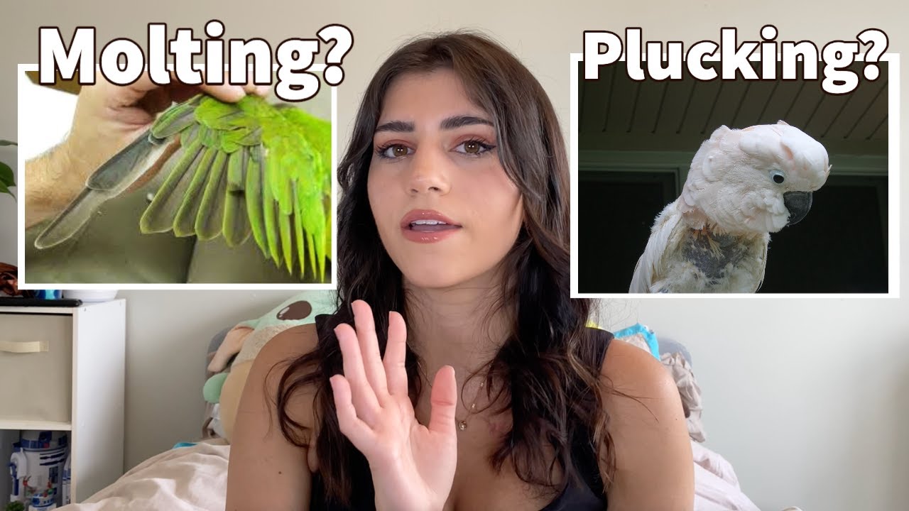 Is My Bird Molting OR Plucking