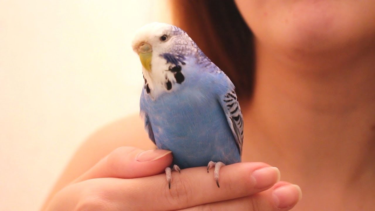 COMO CORTO AS UNHAS DAS MINHAS AVES | Julia Maciel