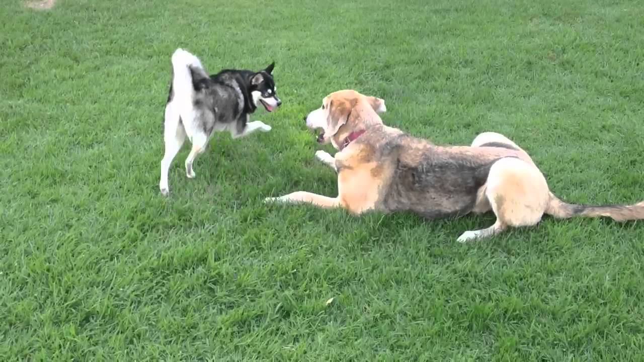 AKK Alaskan Klee Kai Kooper playing at dog park