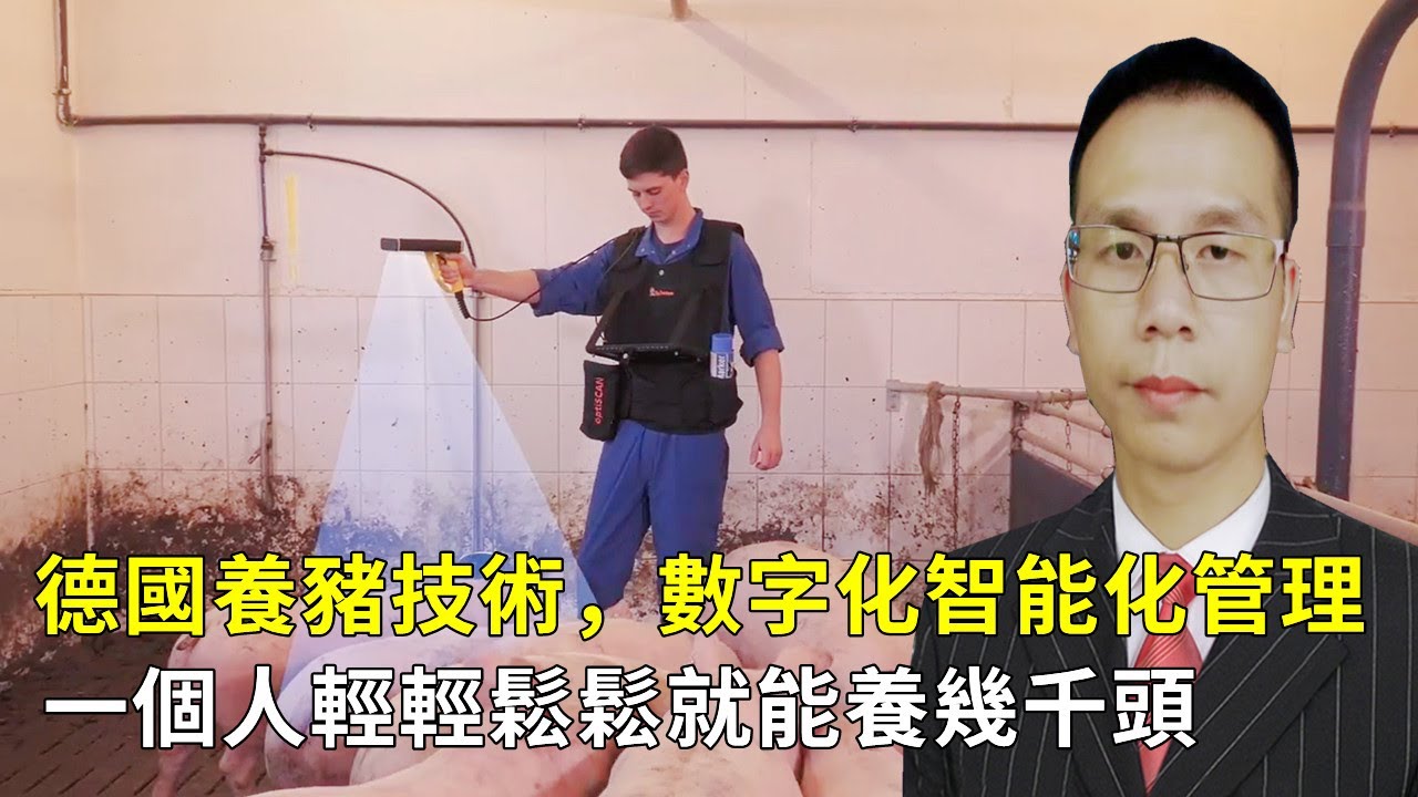 德國現代化養豬技術，數字化智能化管理，一人輕輕鬆鬆能養幾千頭||German modern pig raising technology, digital&intelligent management