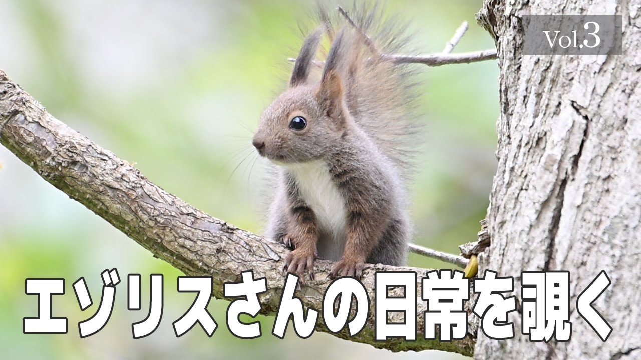 【エゾリスさんの日常を覗く】Vol.3 #北海道#エゾリス#squirrel