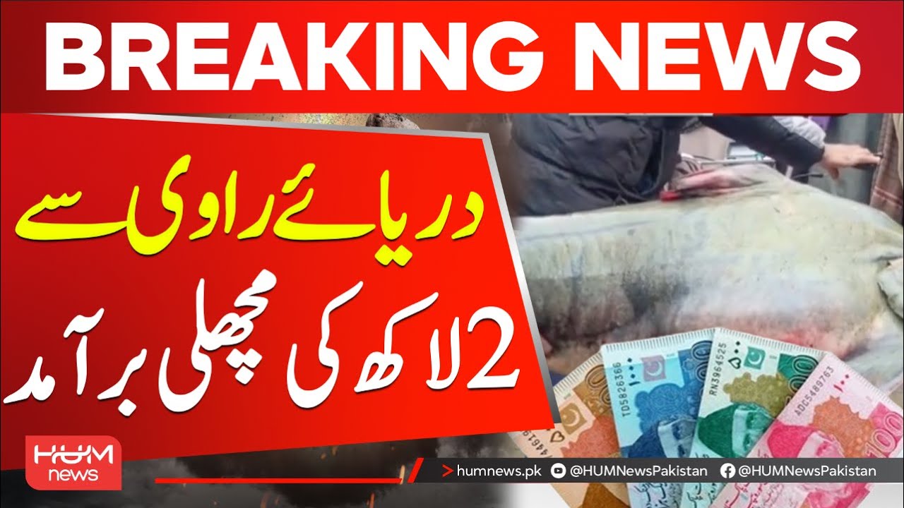 Fish worth Rs 2 lakh recovered from Ravi River | Hum News | Pakistan