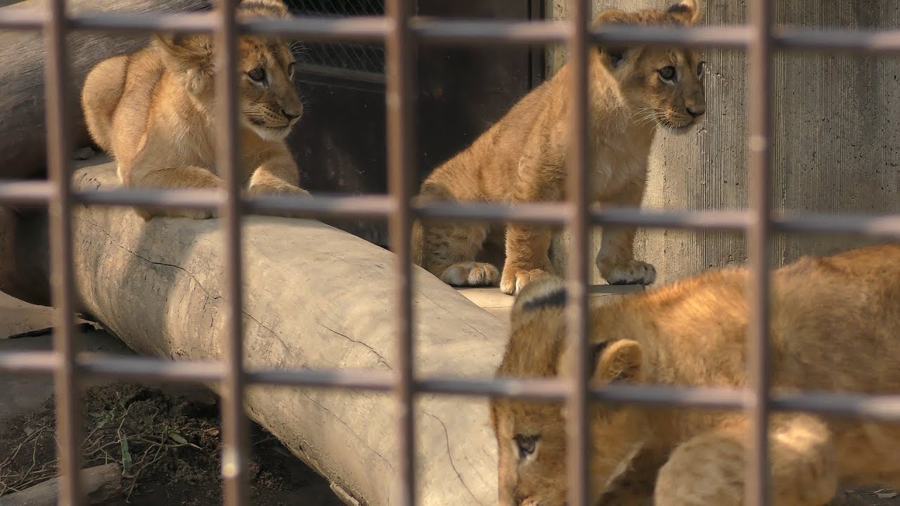 3つ子のライオンの赤ちゃん (桐生が岡動物園) 2017年10月9日