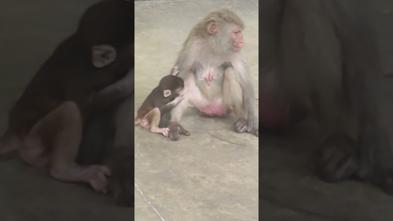 Beautiful monkey to happiness #monkey #ytstudio #beautiful #monkey#ty