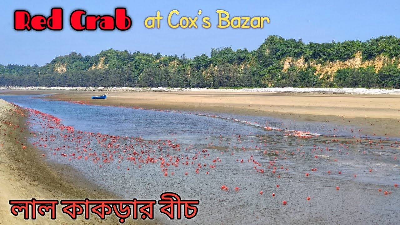 লাল কাকড়া ||  Red Crab in Cox's Bazar beach