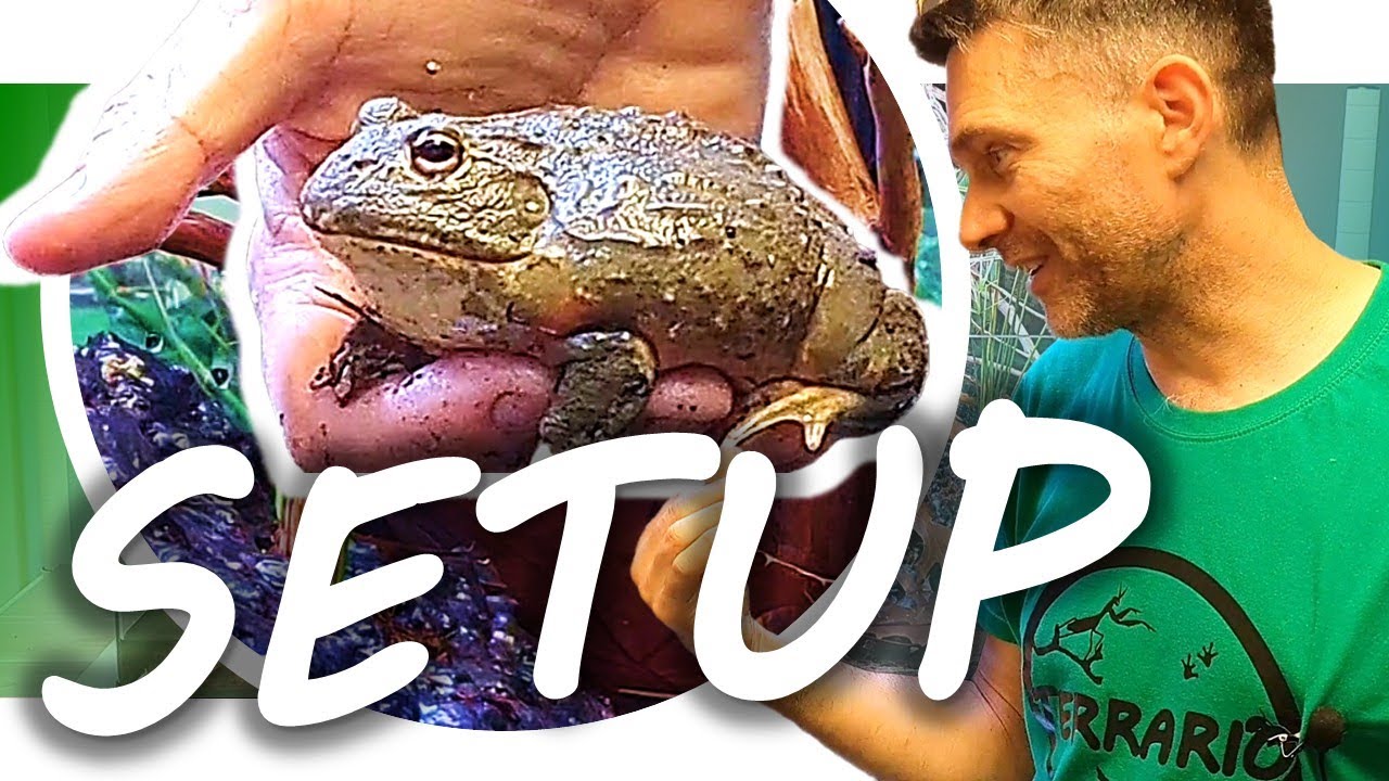 SETUP IDEAL : AQUATERRARIUM DE LA GRENOUILLE TAUREAU AFRICAINE | Substrat & Gradient Thermique