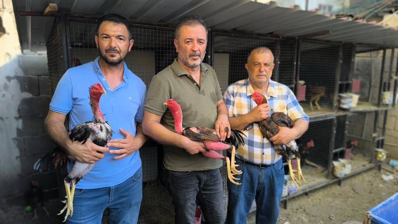 Bugün Osmaniyeli Ünlü Horozcu İbrahim Işık Ustayı Ziyaret Ettik.