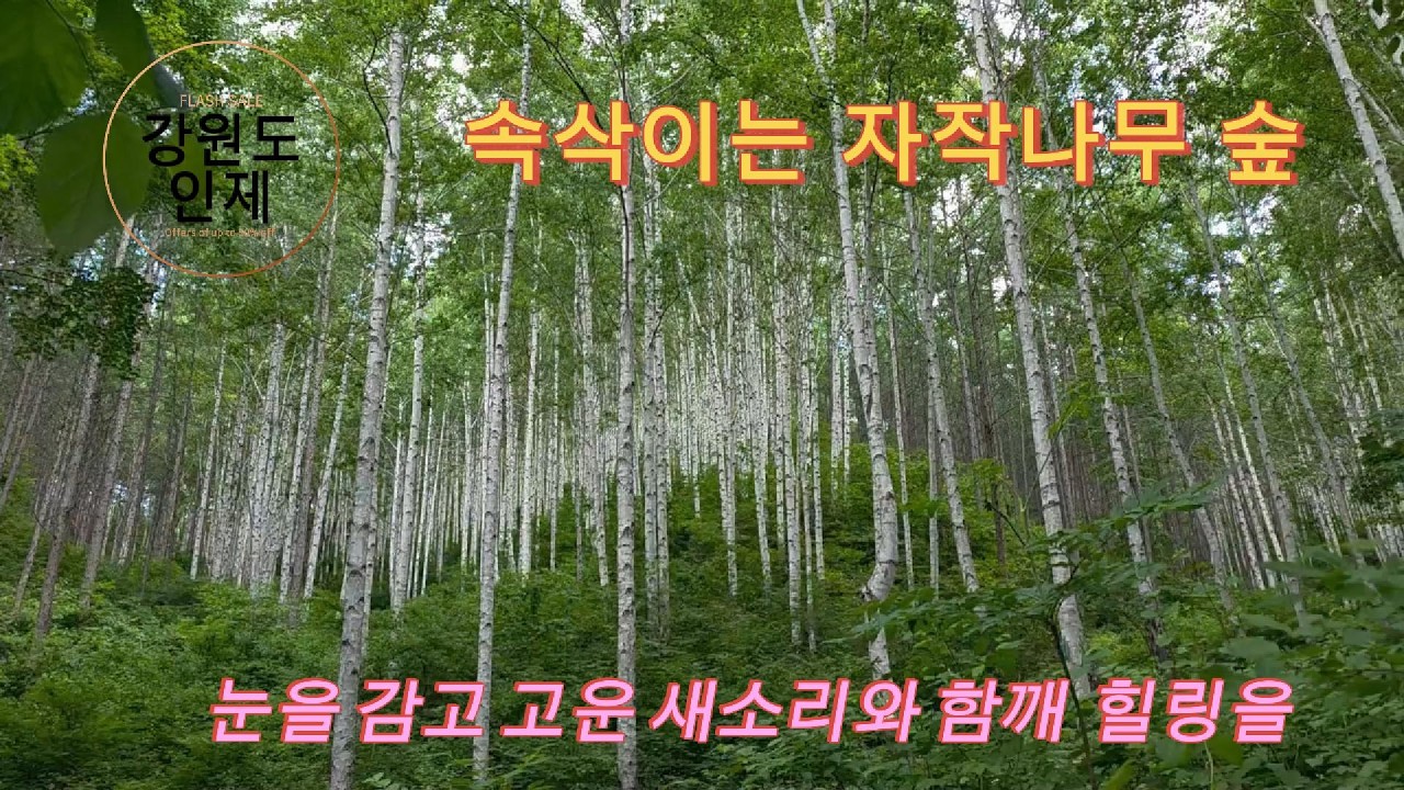 속삭이는 자작나무 숲 속의 힐링