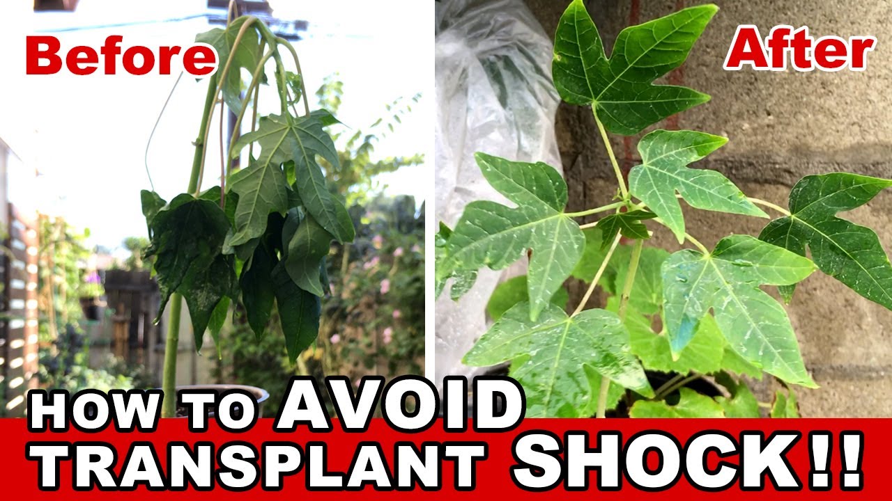 How To Fix and Avoid Transplant Shock