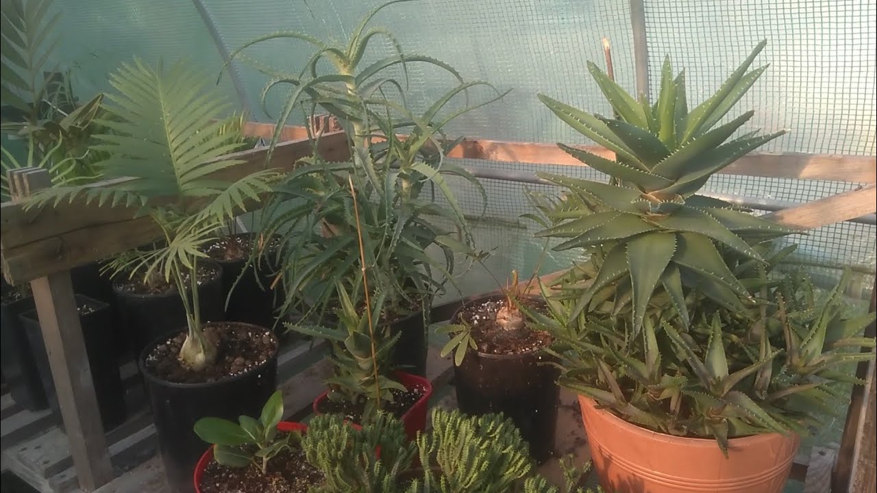 (255) Rośliny egzotyczne w szklarni + kilka nowych rarytasków 🌴😎🔆