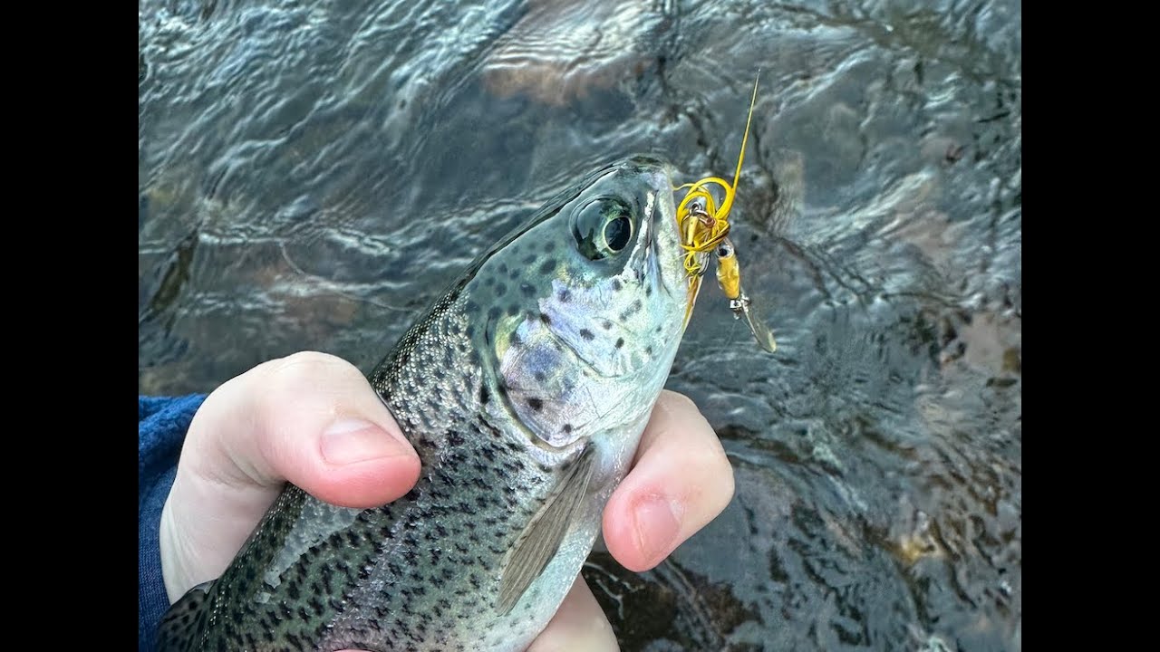 Little Red River at Greer's Ferry Lake Dam, Heber Springs, Arkansas - January Fishing
