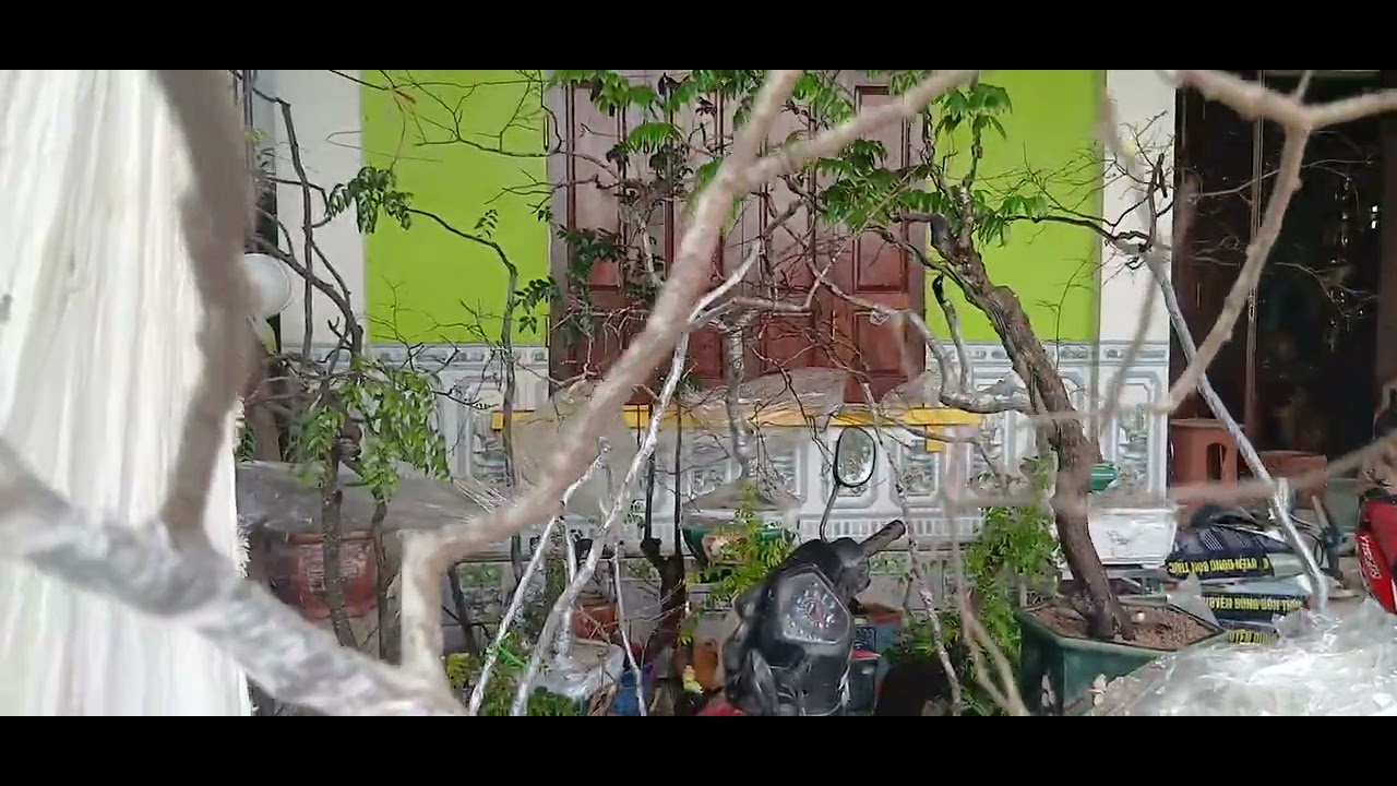 MUỘI HỒNG BON SAI TV MỜI CÁC BÁC XIU TẦM 0969536425