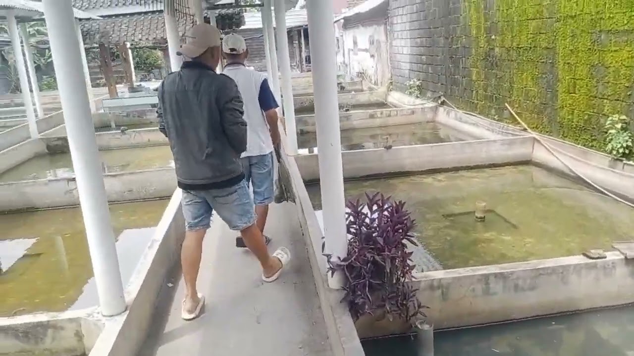 Berburu Ikan Hias Murah di Toko! Buat Dijual Lagi ke Anak-Anak SD