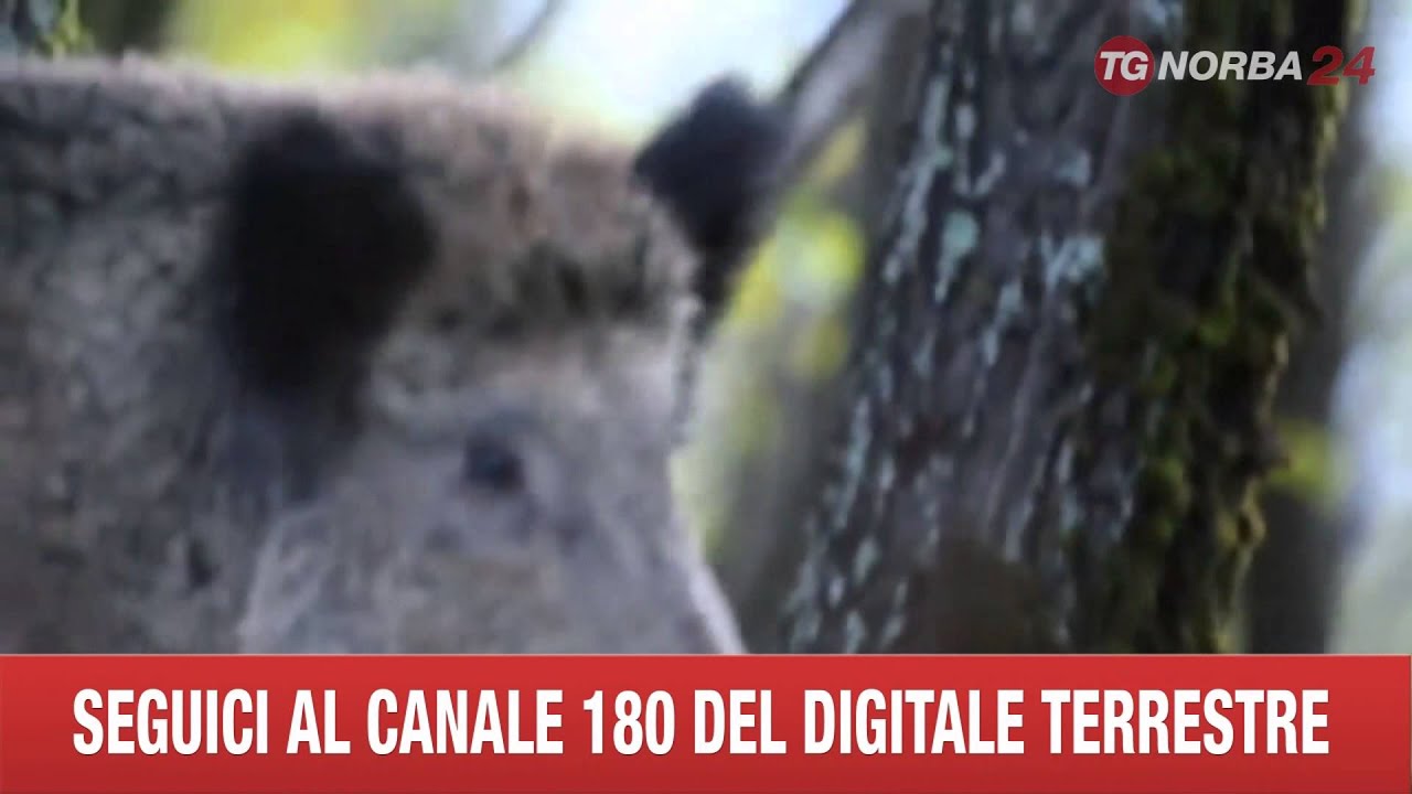 POTENZA LA CACCIA  AL CINGHIALE  IN BASILICATA