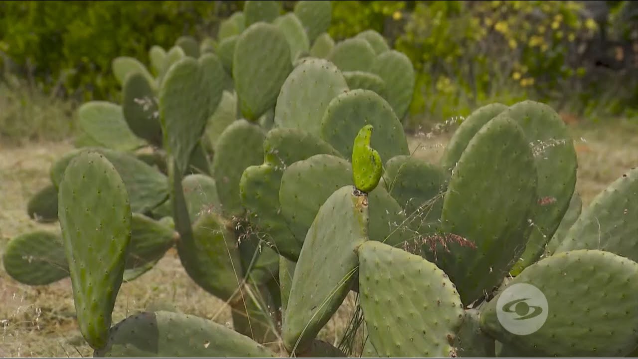Preparación de terreno y siembra de nopal