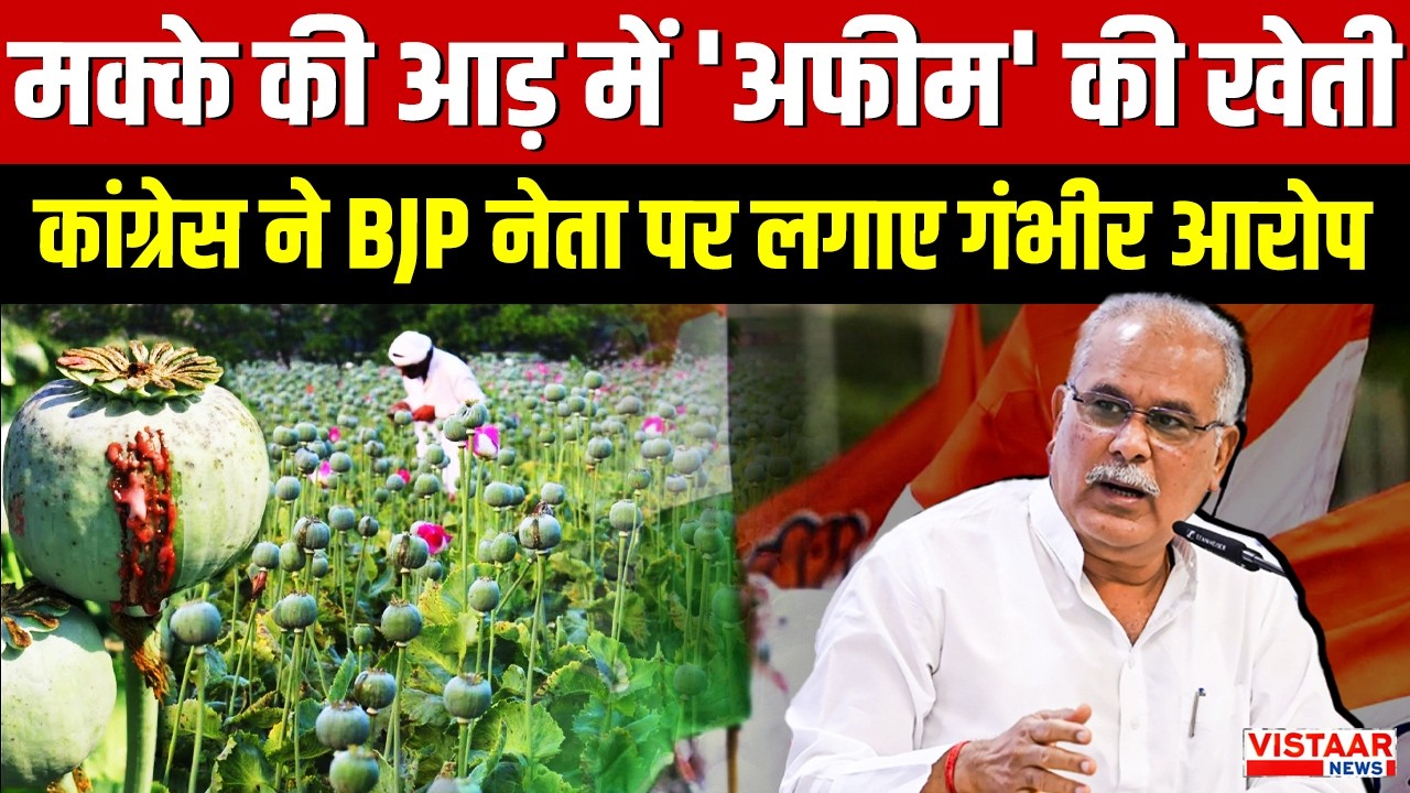 Durg | मक्के की आड़ में 'अफीम' की खेती, Congress ने BJP नेता पर लगाए गंभीर आरोप