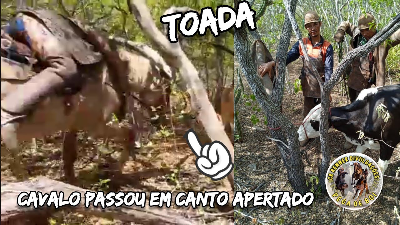 Toada da Seriema ( Imagens de Pega de Boi No Mato Oh Boi Lá