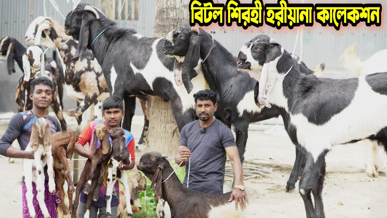 ৮০ পিছ ইন্ডিয়ান ছাগল কালেকশন । বিটল।হরিয়ানা ।শিরহী ।গুজরী। Betaal Goat। Goat Fam। নাটোর। সেলিম ভাই