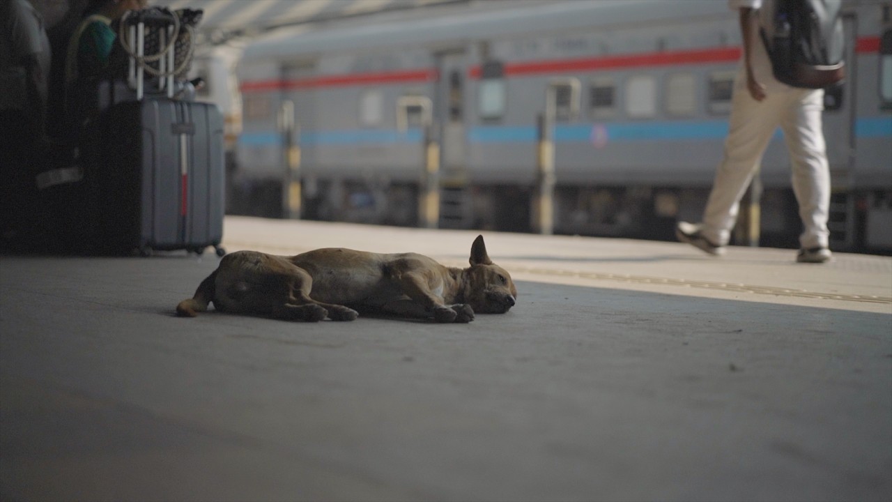 Wolves of Kolkata.