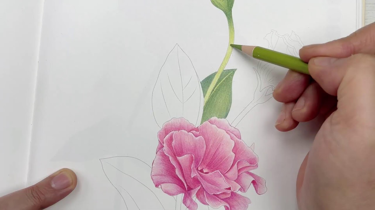 ’나의 꽃그림 색연필 컬러링북‘ 리시안셔스 채색라이브 -아트엑스 색연필-