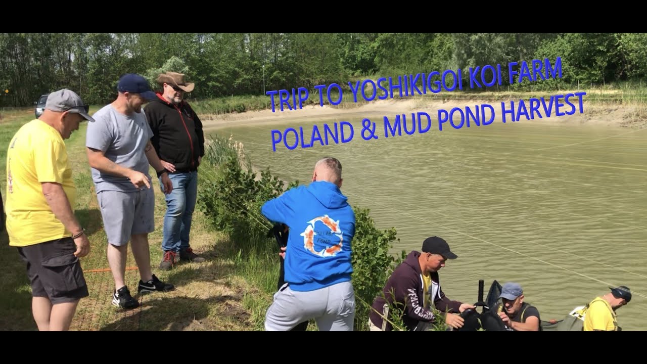 Поездка на ферму карпов Йошикигои в Польше и сбор урожая из грязевого пруда