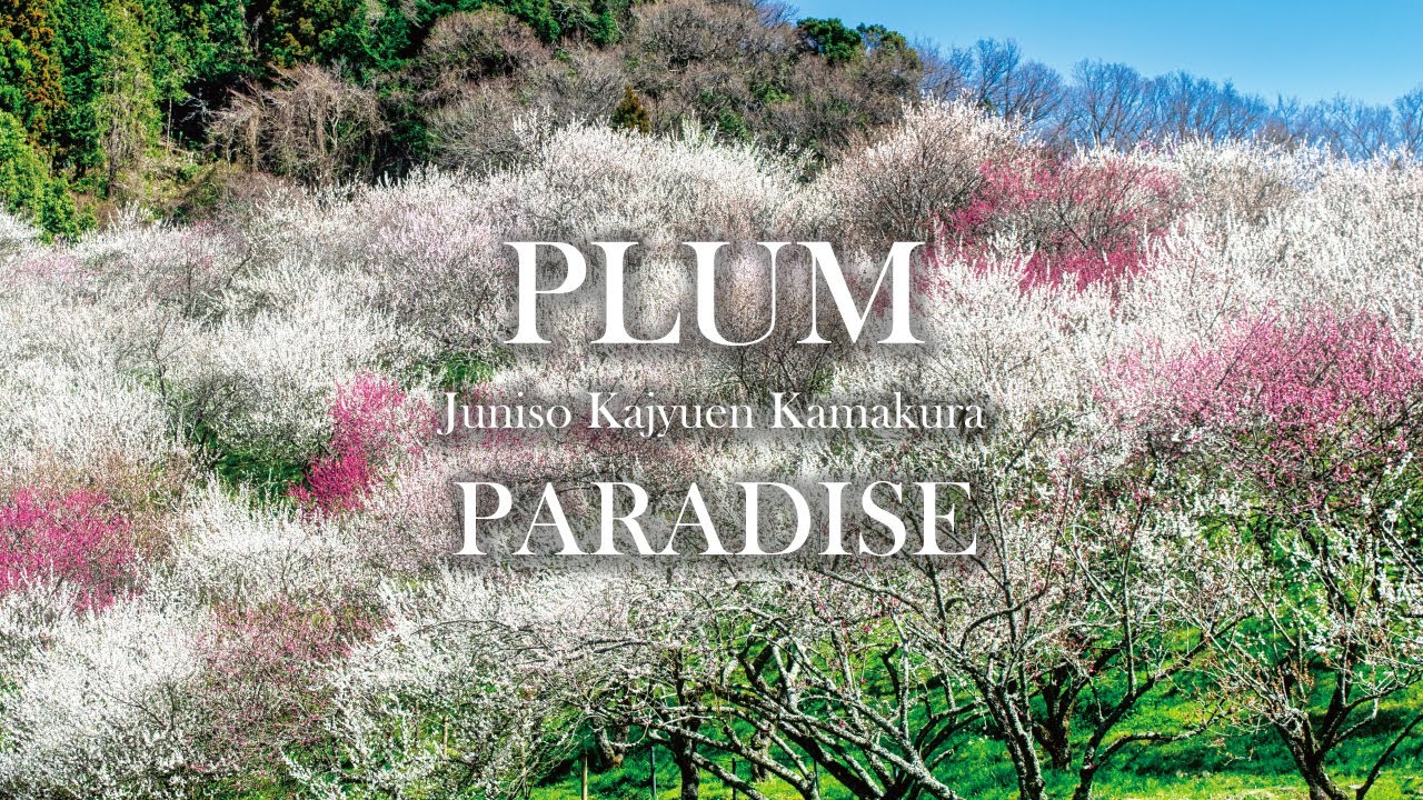 🌸 “The Most Breathtaking Plum Blossoms in Kamakura – Juniso Kajyuen (Juniso Orchard)” 🌸