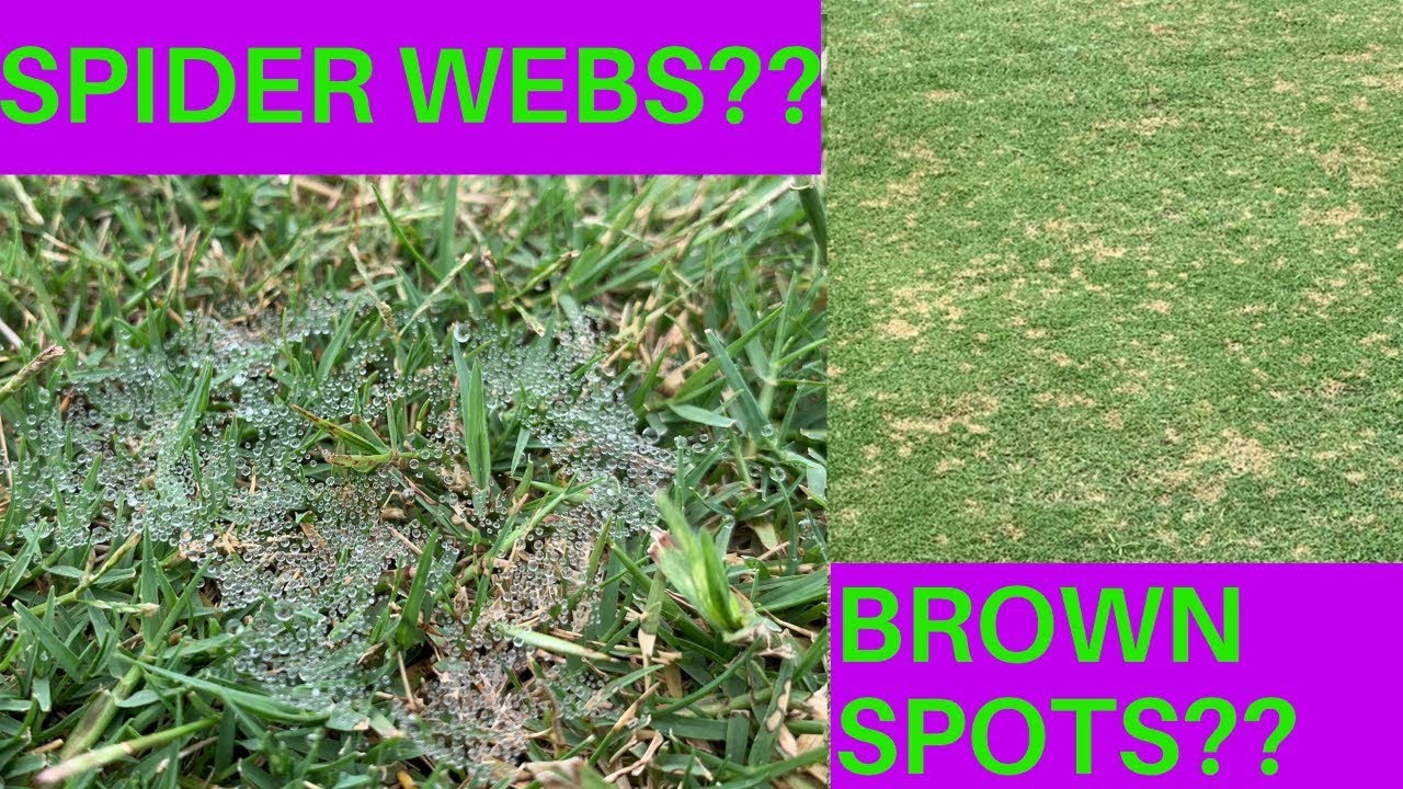 DOLLAR SPOT :: spider webs / brown spots on my lawn!