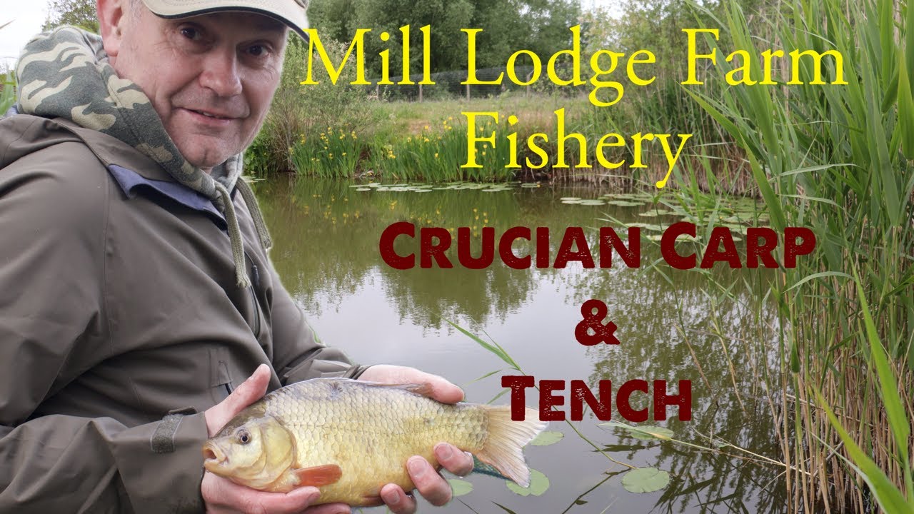 Crucian Carp & Tench