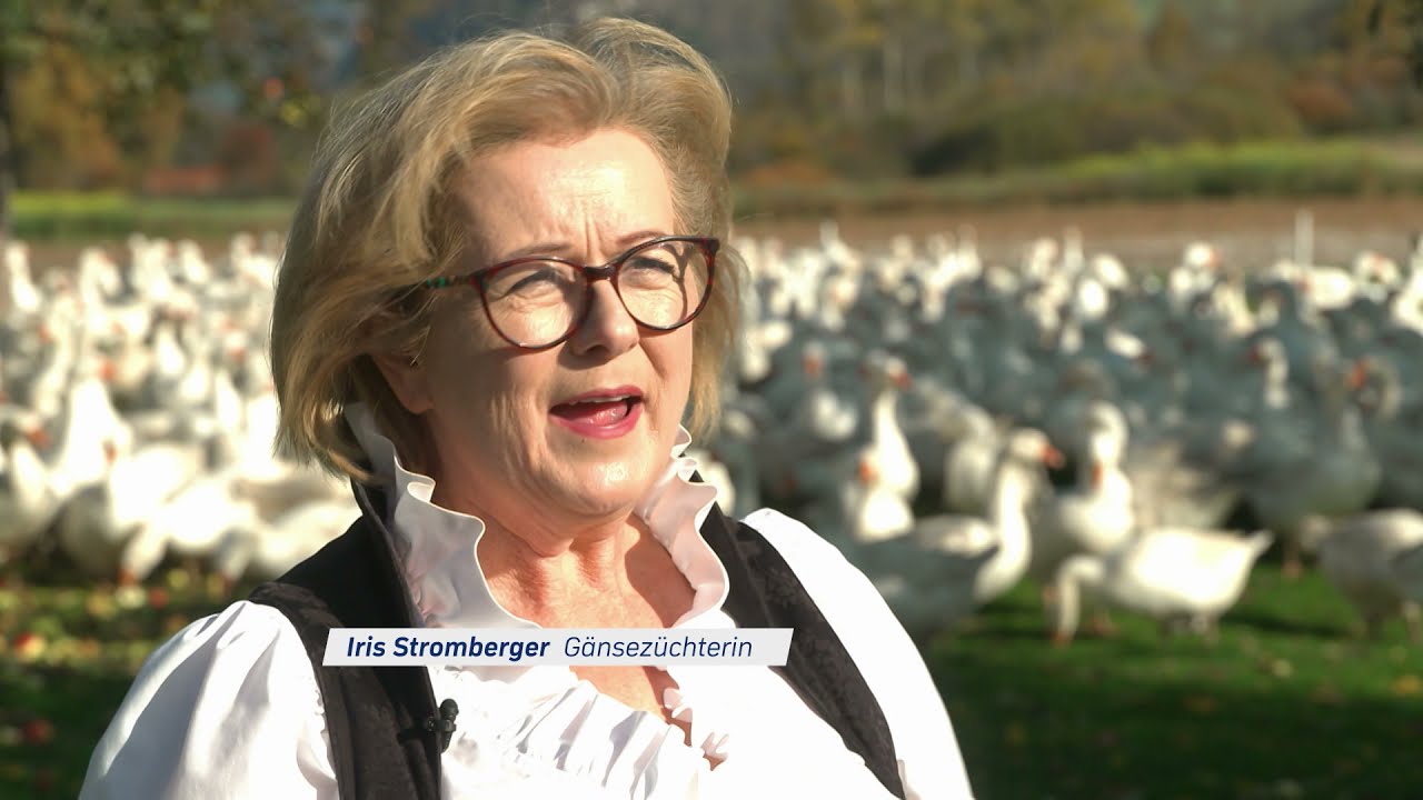 MARTINIGANSL OHNE SCHLECHTEM GEWISSEN