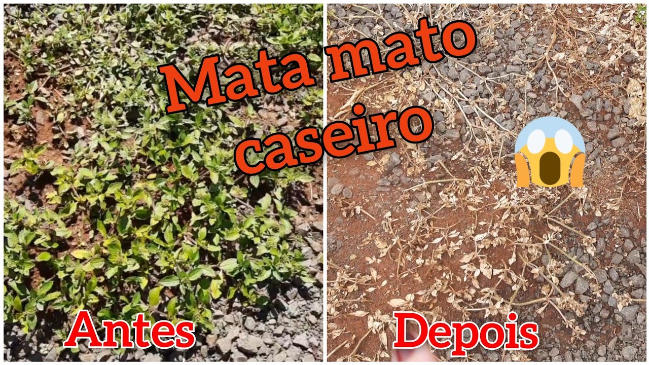 Mata mato caseiro, gastanto 50 centavos # 57