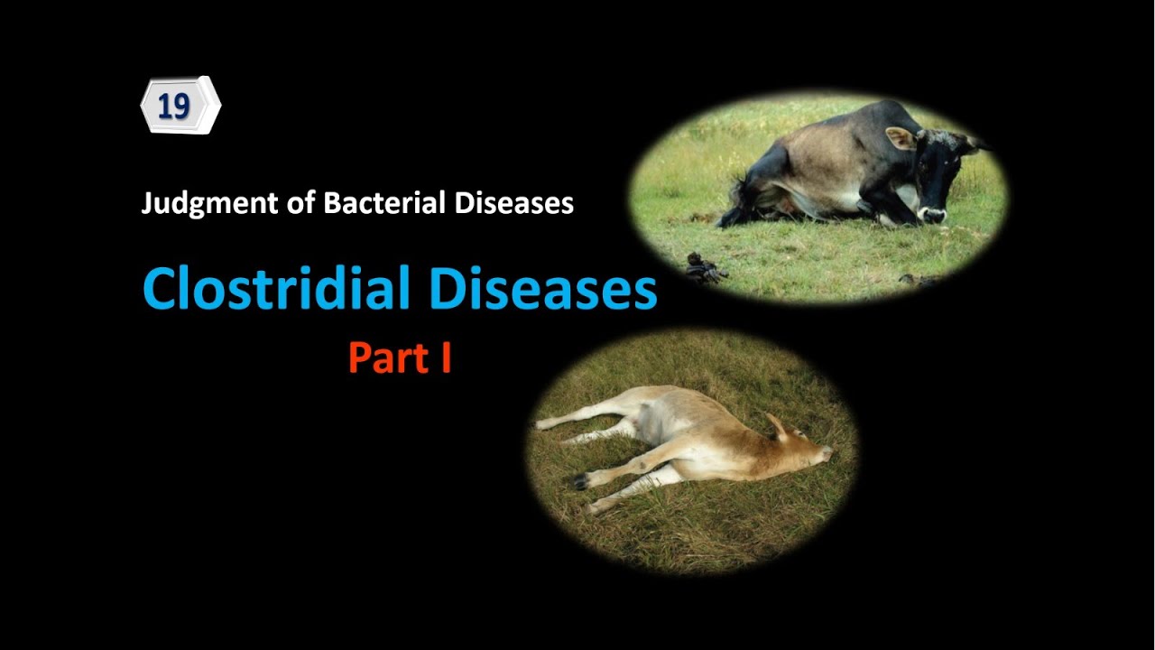 Lecture 19: Clostridial Diseases Part I أمراض الكلوستريديا في اللحوم والحكم عليها