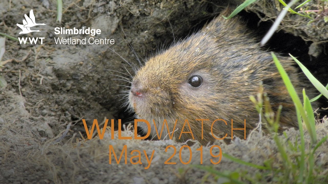 WildWatch: How to find a water vole | WWT Slimbridge