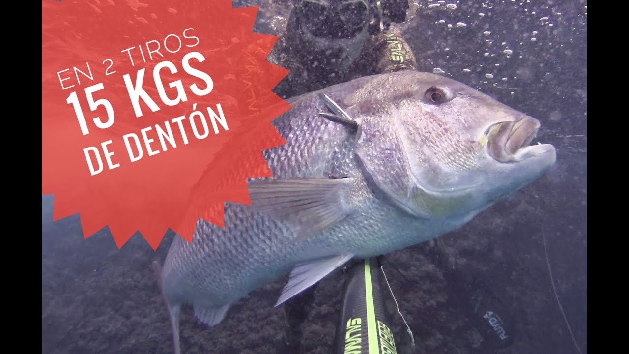 15 Kgs de Denton en dos tiros. Pesca Submarina 2021