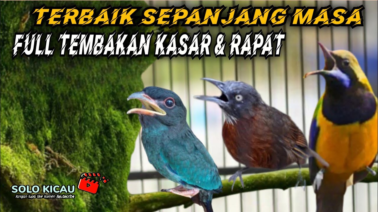 🔴MASTERAN TERBAIK SEPANJANG MASA CUCAK CUNGKOK, TEPUS KEPALA ABU, TENGKEK BUTO masuk murai batu ijo