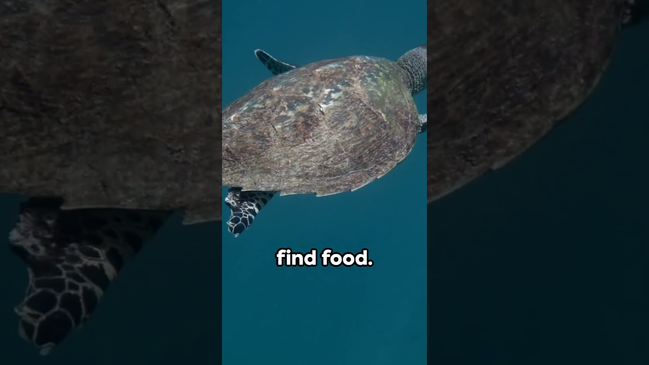 Discover The Loggerhead Sea Turtle #marinelife #oceanconservation #leatherbackturtle #seaturtle