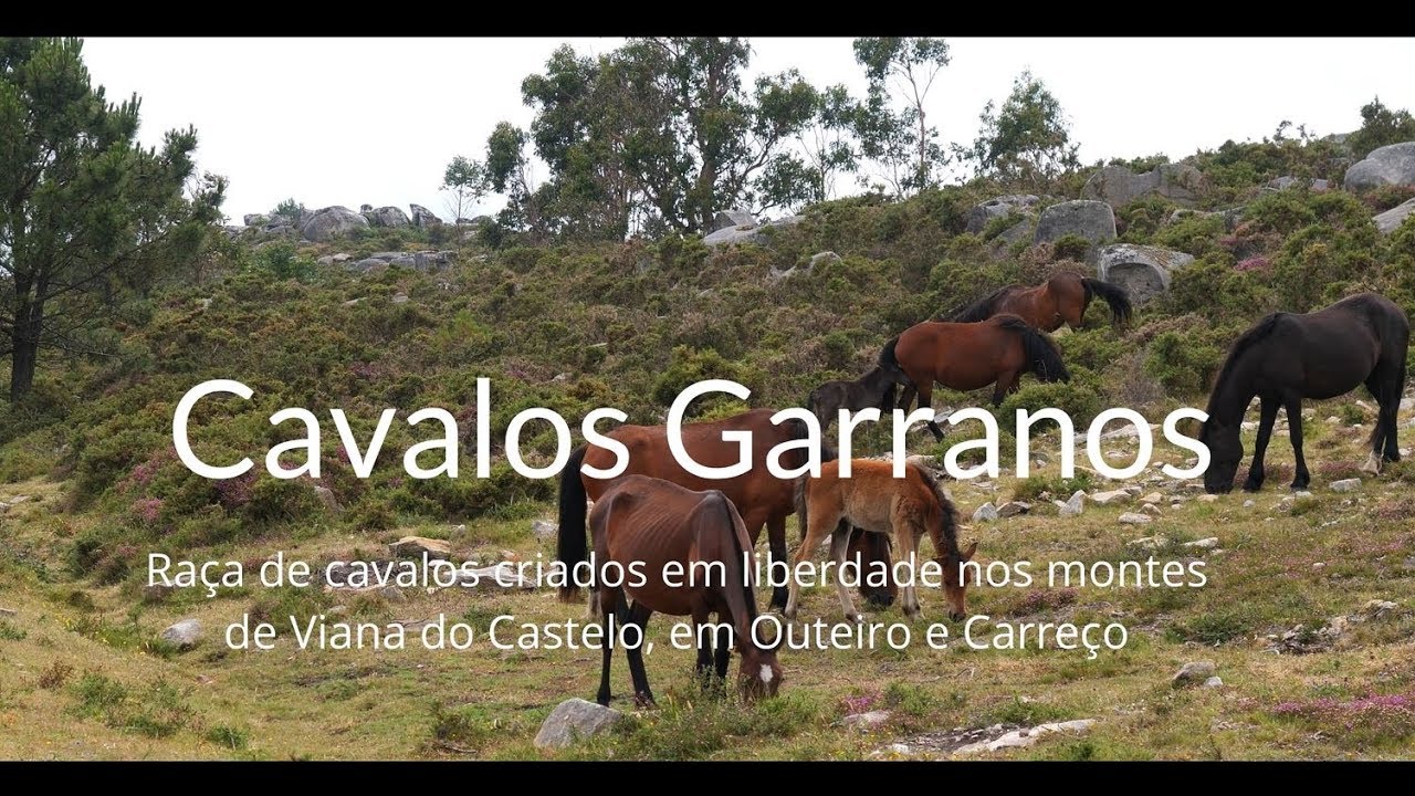 Cavalos Garranos nos montes de Viana do Castelo