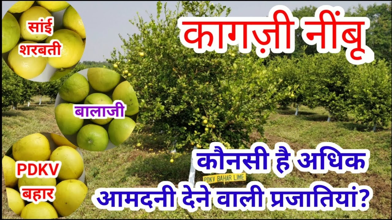142. कागज़ी नींबू की अधिक आमदनी वाली प्रजातियां । Maximum production varieties । Acid Lime