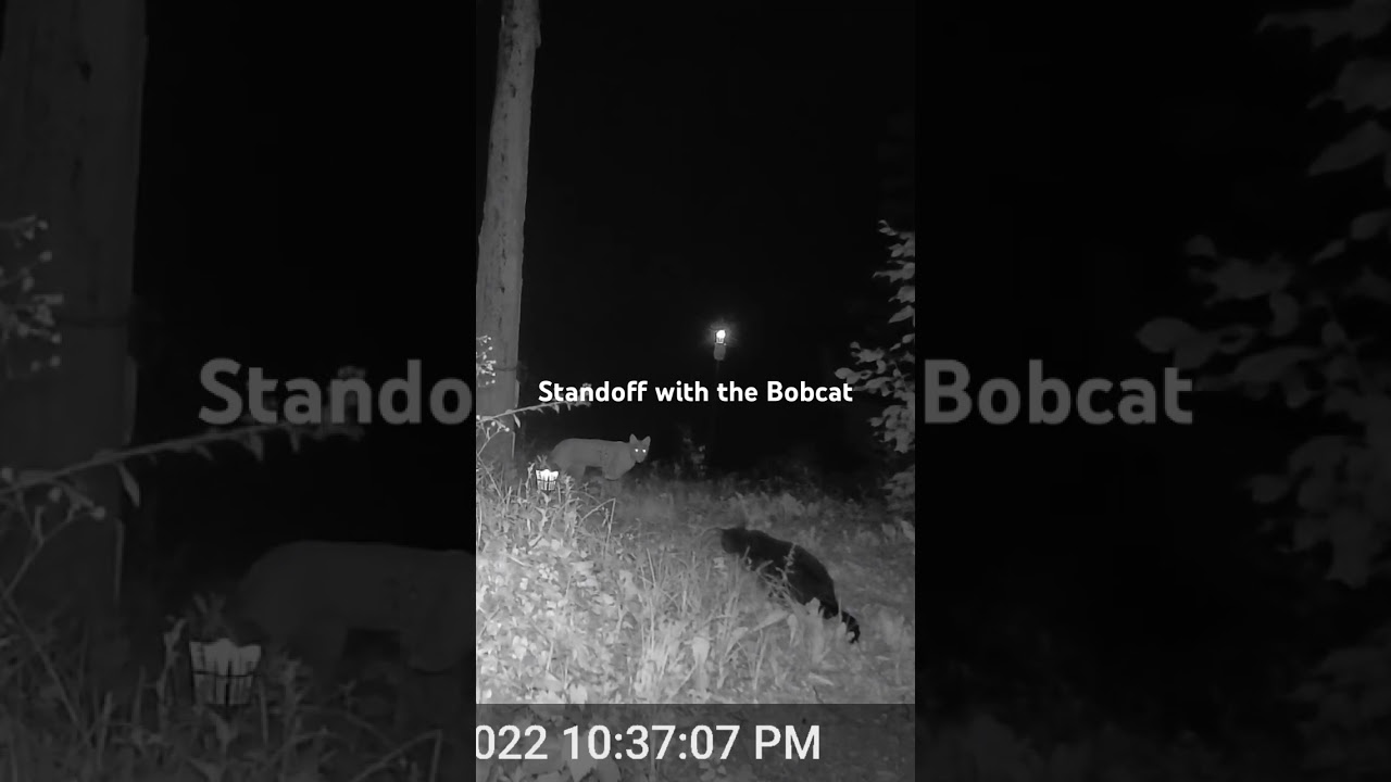 Standoff with the Bobcat