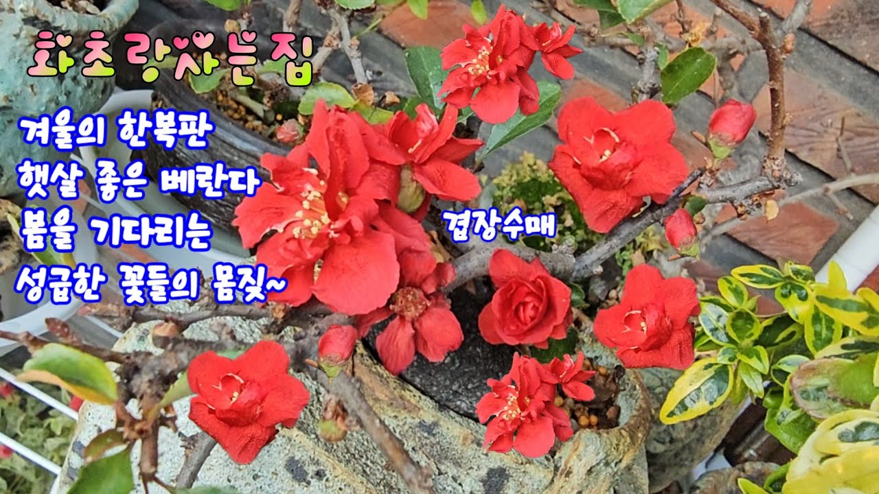 #화초랑사는집 #한겨울 #햇살좋은베란다 #봄이여오라~~ 